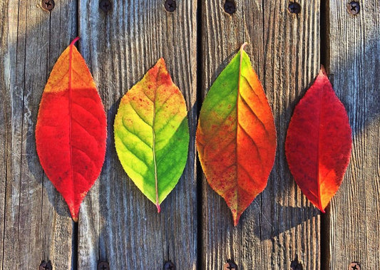 The Four-Season Insurance Log: Protecting Your Imperial Topaz Investment with Seasonal Care Documentation