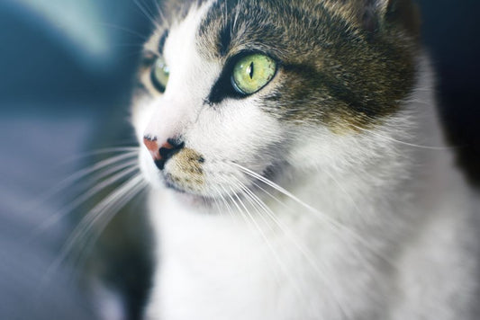 Andalusite Chatoyancy: The Oriented Needle Inclusions Behind the Cat's-Eye Effect