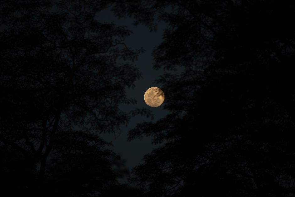 Mahogany Obsidian and the Full Moon: A Reflection Practice for Rooted Release