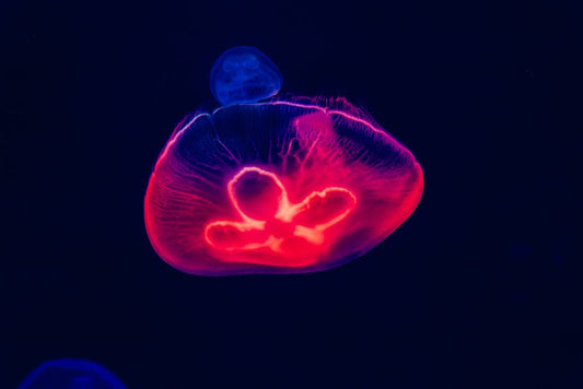 Pigeon Blood Ruby: The Science of Color, Fluorescence, and Optical Rarity