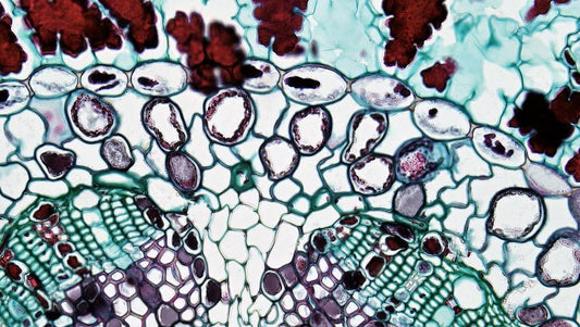 Kornerupine Under the Microscope: Advanced Techniques for Identifying Natural, Synthetic, and Imitation Stones