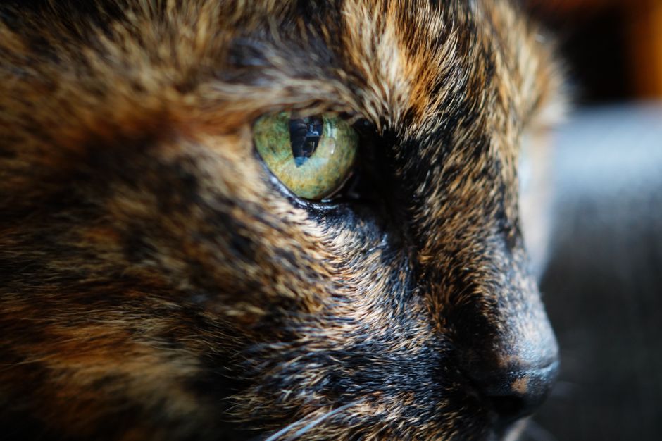The Cat's Eye That Watched the Dead: Chrysoberyl, Memorial Portraiture, and the Limits of Funerary Evidence