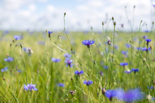 Kashmir Sapphire: The Geological and Historical Legacy of Cornflower Blue