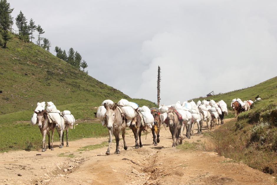 The Cat's Eye Trail: How Caravans Carried Chrysoberyl Across the Silk Road