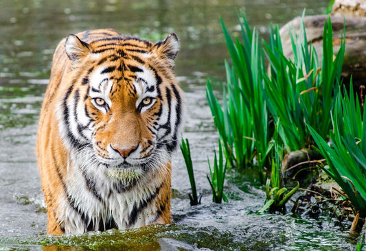 What Happens When Tiger's Eye Gets Wet or Soaked