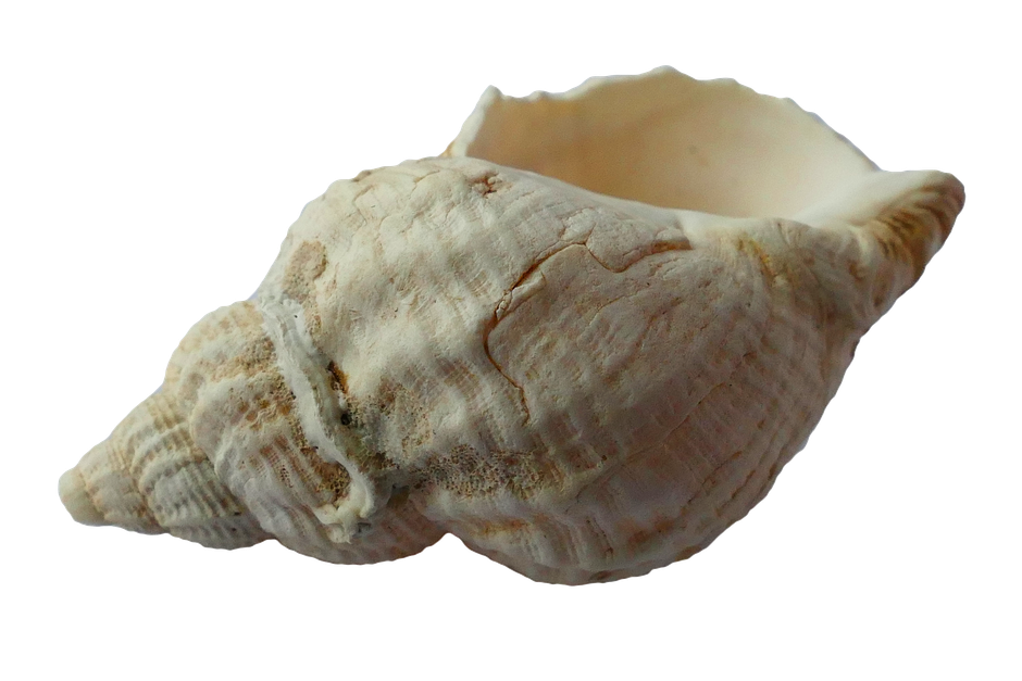 Why Conch Pearls Show Flame Structure but Not Iridescence