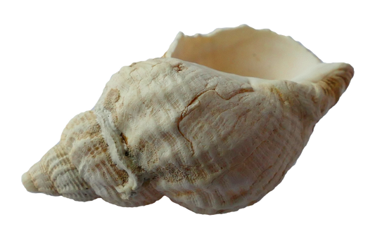 Why Conch Pearls Show Flame Structure but Not Iridescence
