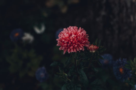 Star Ruby Care Through the Seasons: Protecting Color, Asterism, and Setting Integrity