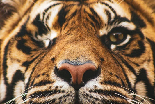 Why Chatoyancy Fades in Some Tiger's Eye and Not Others