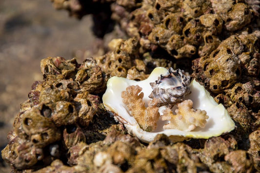 When Physical Behavior Diverges in Dyed Agate, Pearl, Coral, and Shell: Porosity, Permeability, and Structural Hierarchy