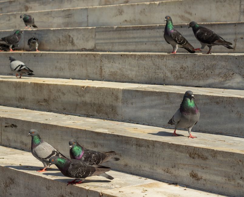 How to Identify Heat-Treated Pigeon Blood Rubies: A Step-by-Step Guide