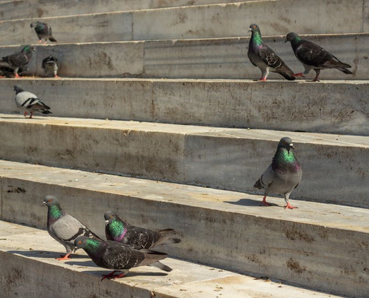 How to Identify Heat-Treated Pigeon Blood Rubies: A Step-by-Step Guide