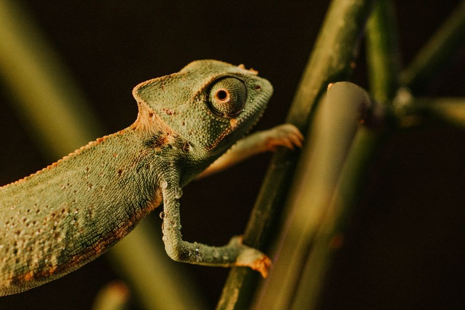 The Green Chameleon: A Gemologist's Guide to Tsavorite Garnet Synthesis and Imitation Detection