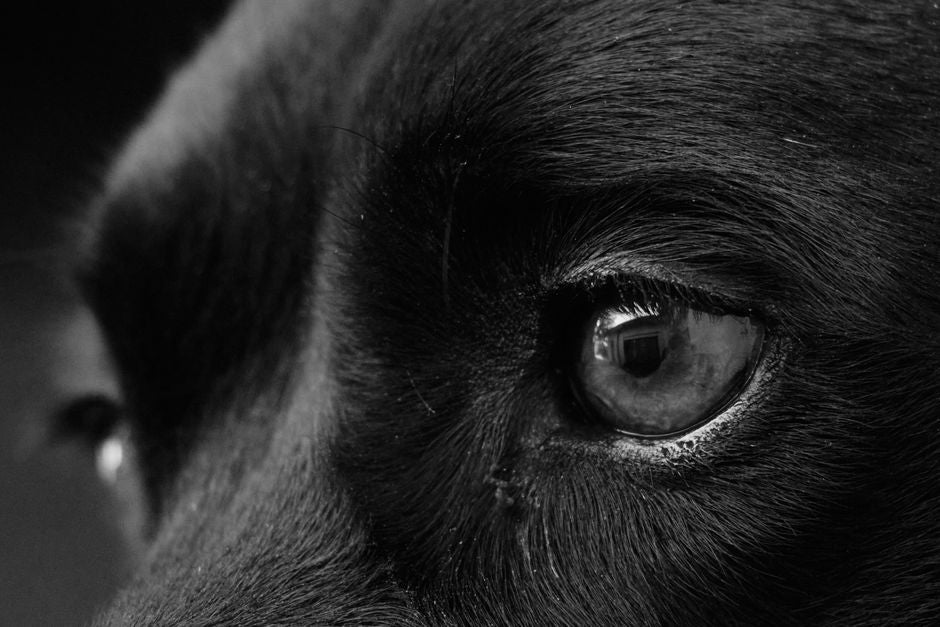 Hawk's Eye as a Study Companion: Sharp Focus, Self-Compassion, and the Real Work of Clarity