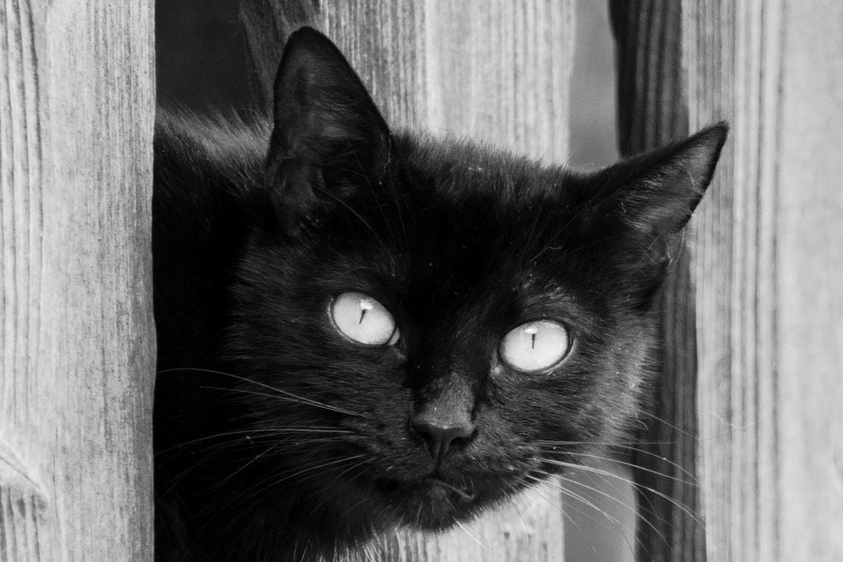 The Eye of Destiny: Cultural and Historical Significance of Cat's Eye Chrysoberyl