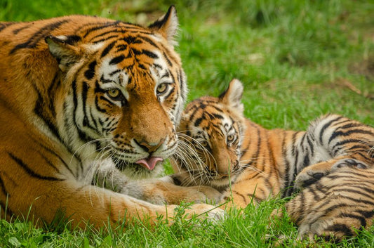 How to Spot Synthetic and Imitation Tiger's Eye: An Expert FAQ