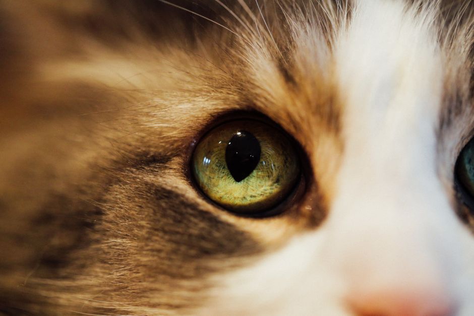 Chrysoberyl Cat's Eye: The Complete Guide to Its Optical Phenomenon and Identification