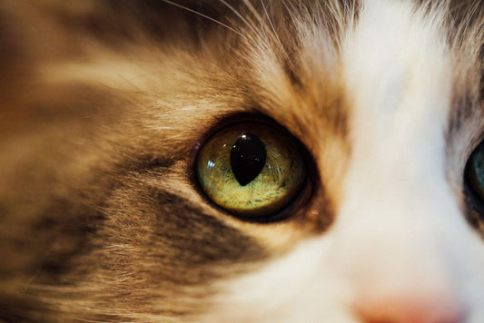 Chrysoberyl Cat's Eye: The Complete Guide to Its Optical Phenomenon and Identification