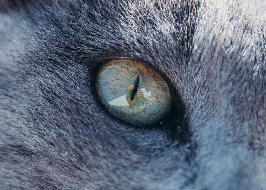 The Enigmatic Origins of Cat's Eye Chrysoberyl: A Historical Journey Through Mineralogy