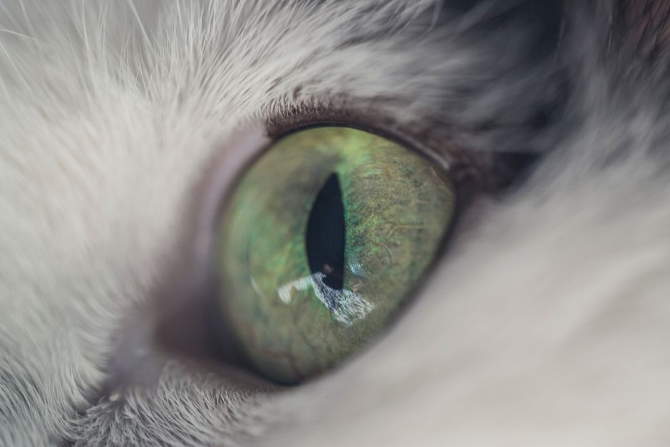 The Quiet Lens: Sensory Rituals with Cat's Eye Chrysoberyl for Emotional Grounding
