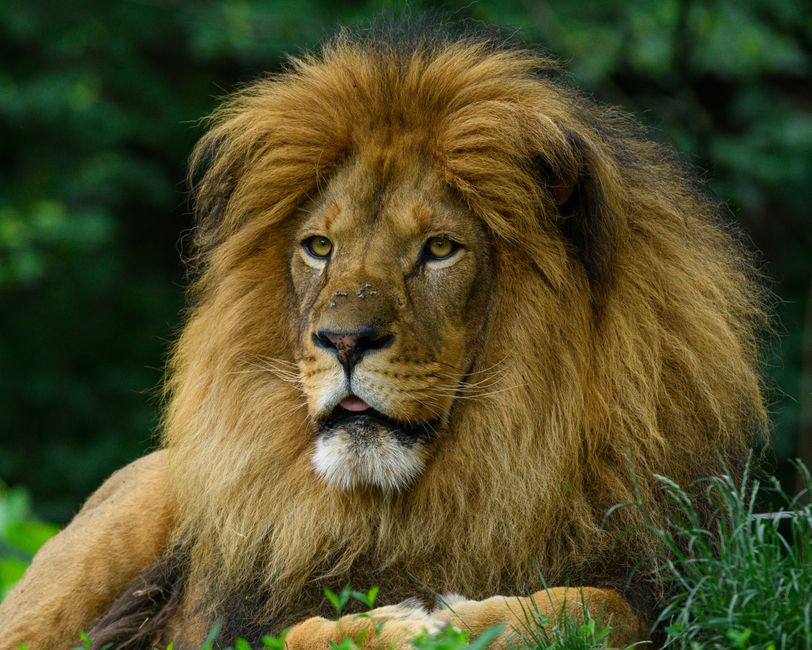 The Eye of the Lion: How Roman Emperors Used Tiger's Eye as a Talisman of Power