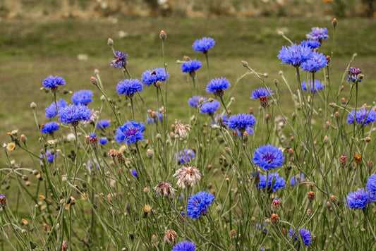 Kashmir Sapphire: The Unvarnished Geology of the Cornflower Blue – A Comparison Between Lab Analysis and Field Reality