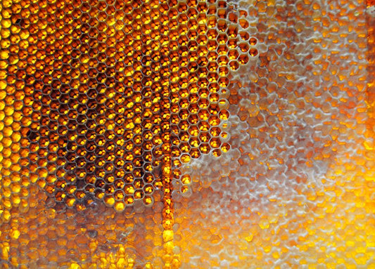 Baltic Beeswax Amber: Origin, Care, and Preservation of an Ancient Treasure