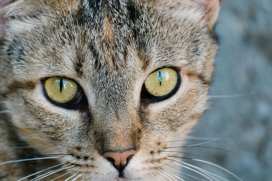 Chrysoberyl Cat's Eye: The Chrysoberyl Cat's Eye Phenomenon in Gemological Science