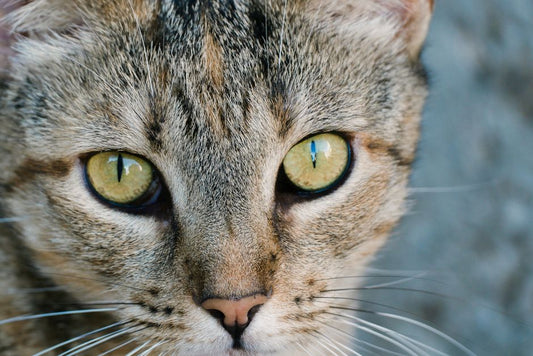Chrysoberyl Cat's Eye: The Chrysoberyl Cat's Eye Phenomenon in Gemological Science