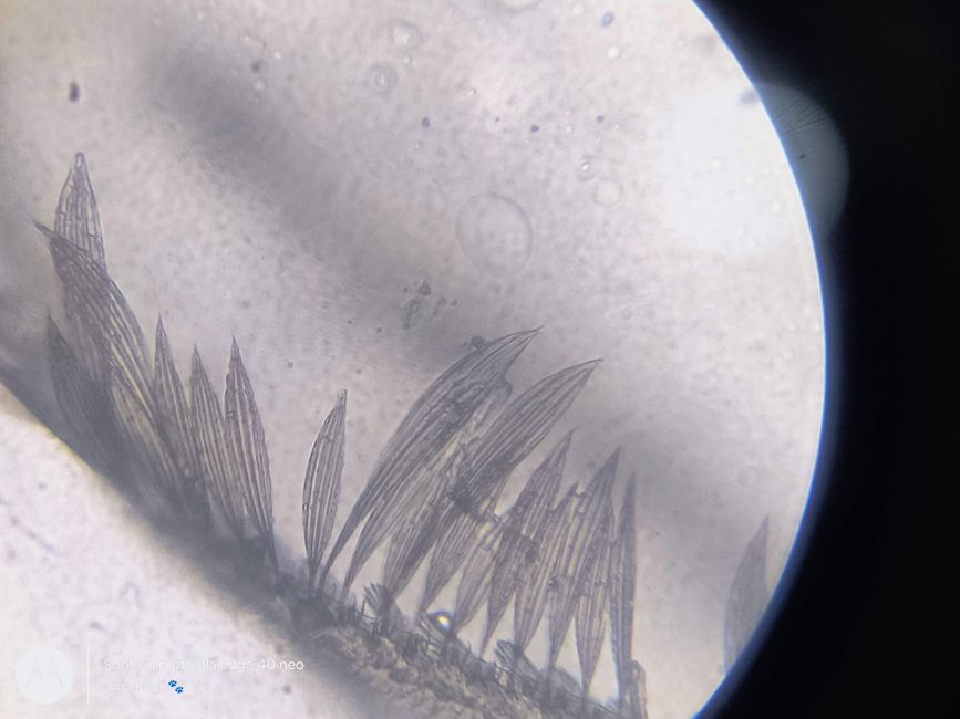 How Microscopy Revealed the Hidden Microstructure of Beeswax Amber