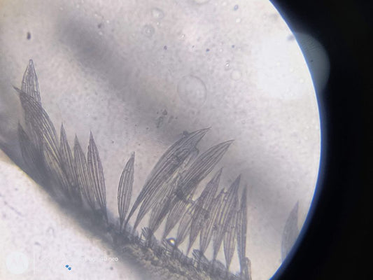 How Microscopy Revealed the Hidden Microstructure of Beeswax Amber