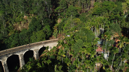 Padparadscha Sapphire: The Enigmatic Gem of Sri Lanka’s Rainforests