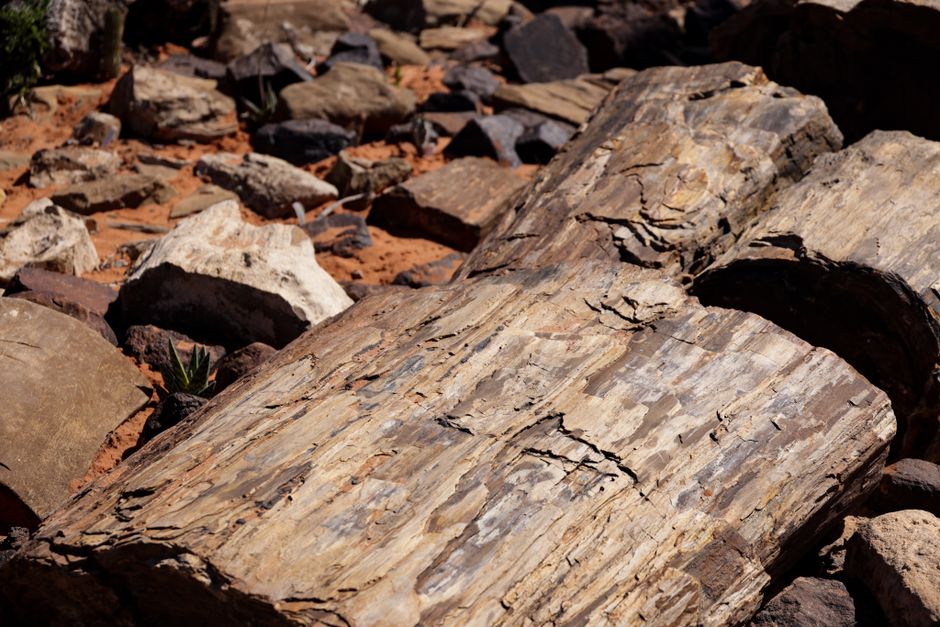 Jet in the Grave: How Mourning Jewelry, Mineral Traders, and Victorian Sentiment Built a Market for Fossilized Wood