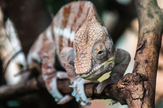 Does alexandrite need special cleaning? A complete care guide for color-change chameleons