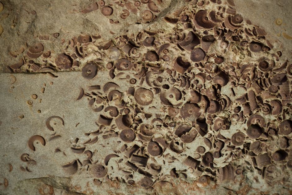 Amber: Geological Origin and Fossilized Formation – A Complete A-Z Profile