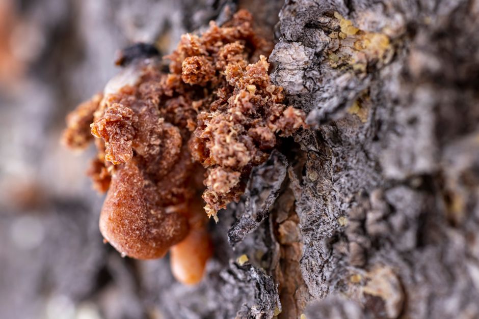 Beeswax Amber in Daily Wear: When Coatings, Treatments, and Resin Repairs Change the Rules