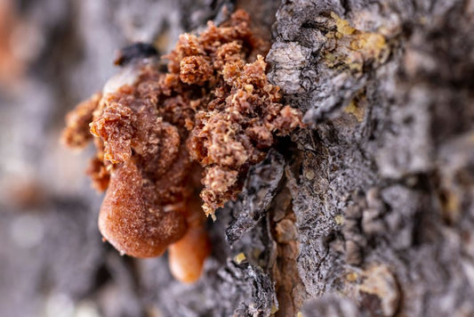 Beeswax Amber in Daily Wear: When Coatings, Treatments, and Resin Repairs Change the Rules