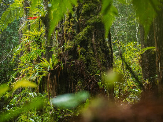 Caring for Ammolite in Humid and Coastal Climates: A Gemologist's Guide
