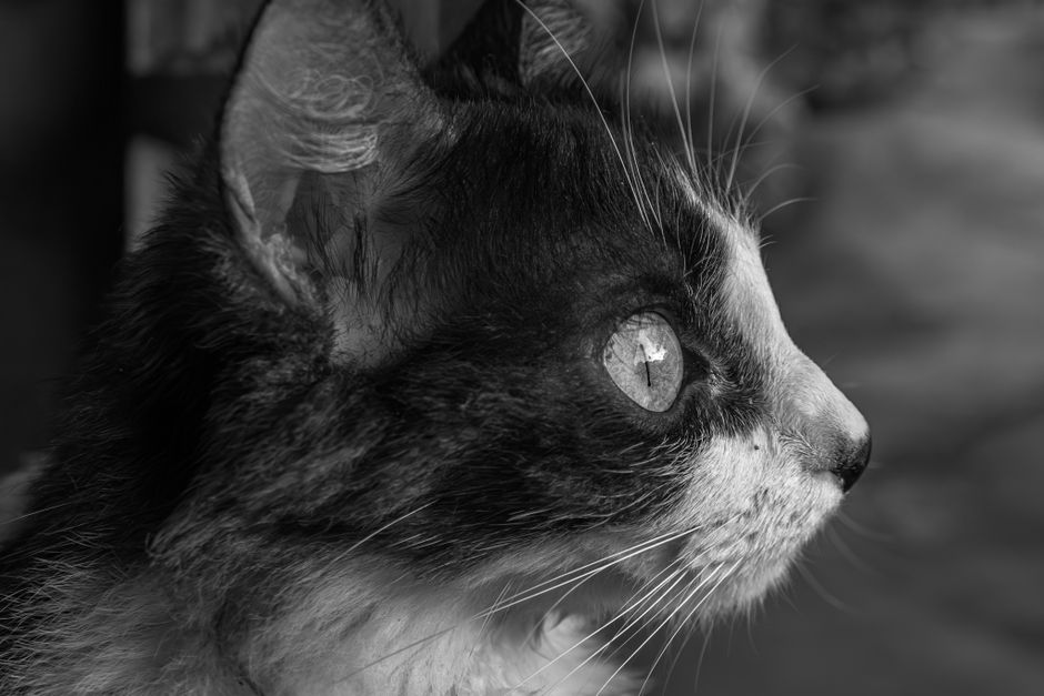 The Complete Guide to Cleaning and Restoring Cat's Eye Chrysoberyl: From Travel-Stained to Timeless