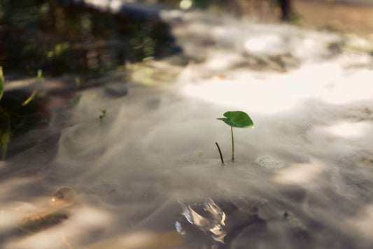 Emerald: A Symbol of Renewal, Royalty, and Eternal Spring