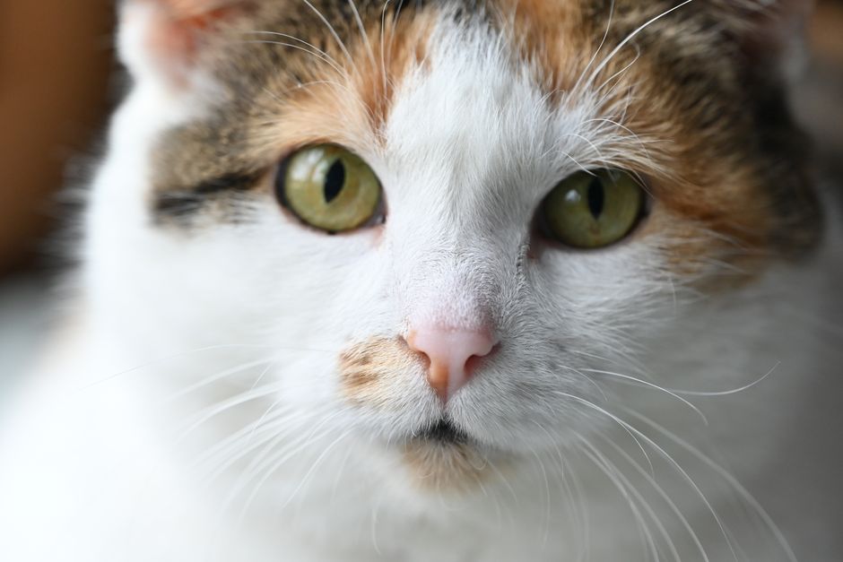 How to Spot a Fake Cats Eye Gemstone: The Ultimate Buyer’s Guide to Authentic Chrysoberyl Cymophane