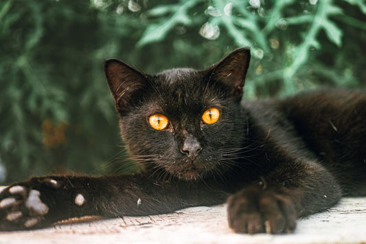 Cat's Eye Chrysoberyl Treatments: Separating Myth from Science