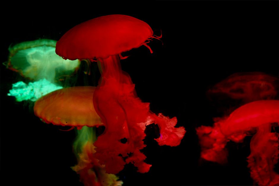 Apophyllite Fluorescence: Why Some Specimens Glow and Others Do Not