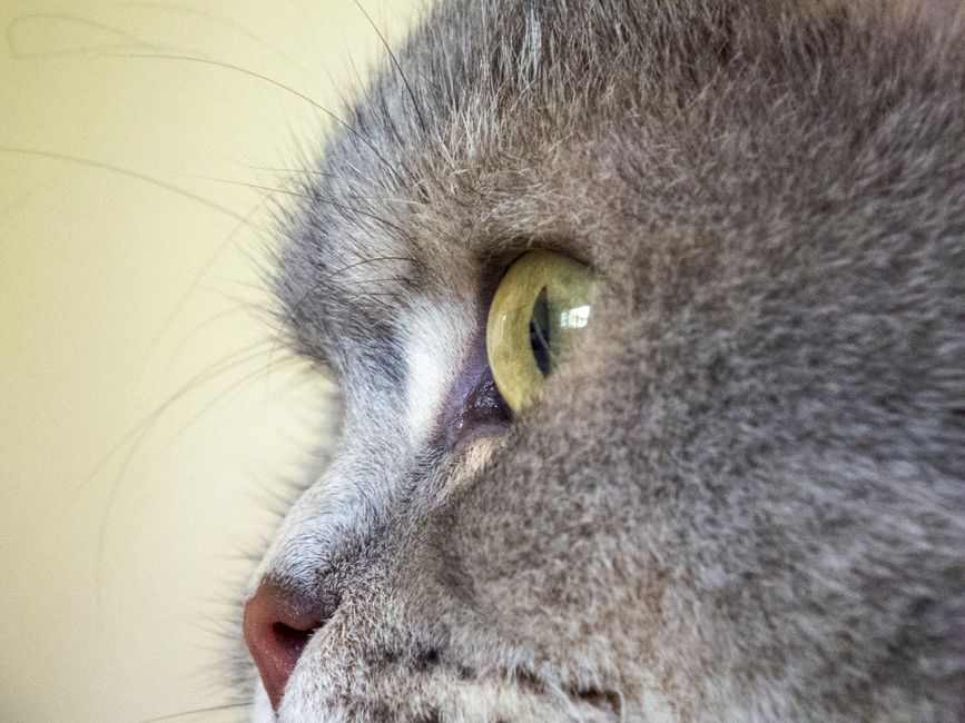 Cat's Eye Chrysoberyl vs. Quartz Cat's Eye: What Do Inclusions Reveal?