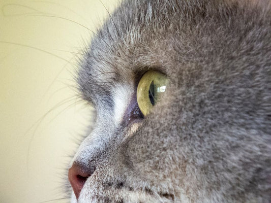 Cat's Eye Chrysoberyl vs. Quartz Cat's Eye: What Do Inclusions Reveal?