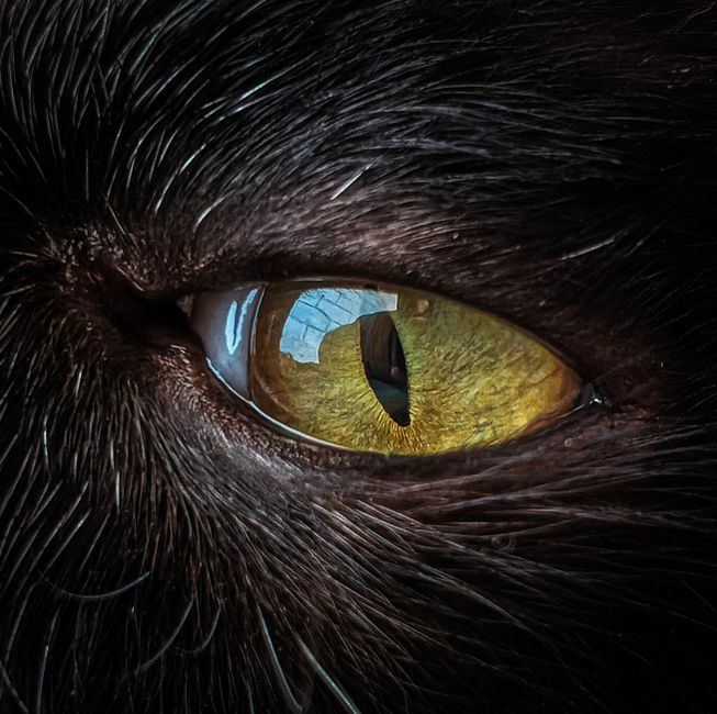 Cat's Eye Chrysoberyl: Lore, Legend, and the Scientific Reality Behind the Stone