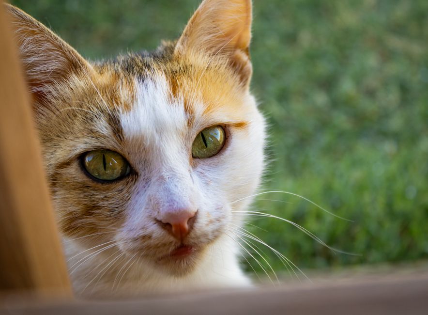 Why Most Cat's Eye Chrysoberyl Is Not Phenomenal: A Look at Geographic Sources and Ordinary Specimens