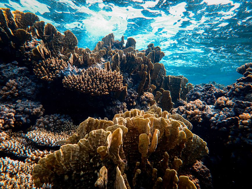 Dull Coral Jewelry: Why It Loses Its Shine and How to Restore It Safely