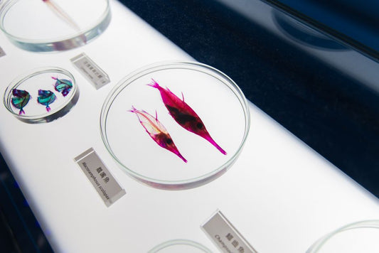 Charoite Color Names and Laboratory Reports: Is a Trade Label Worth Paying For?
