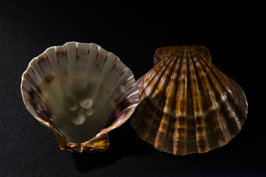 Mother of Pearl: Why Some Shells Show Iridescent Flashes and Others Do Not